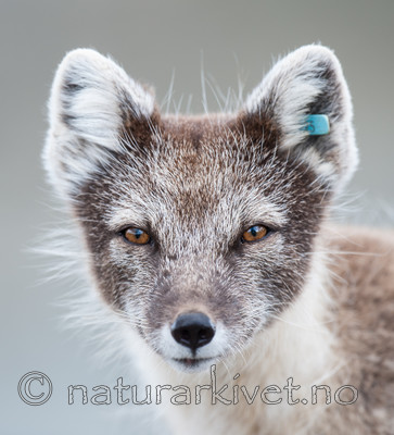 BB 13 0093 / Vulpes lagopus / Fjellrev